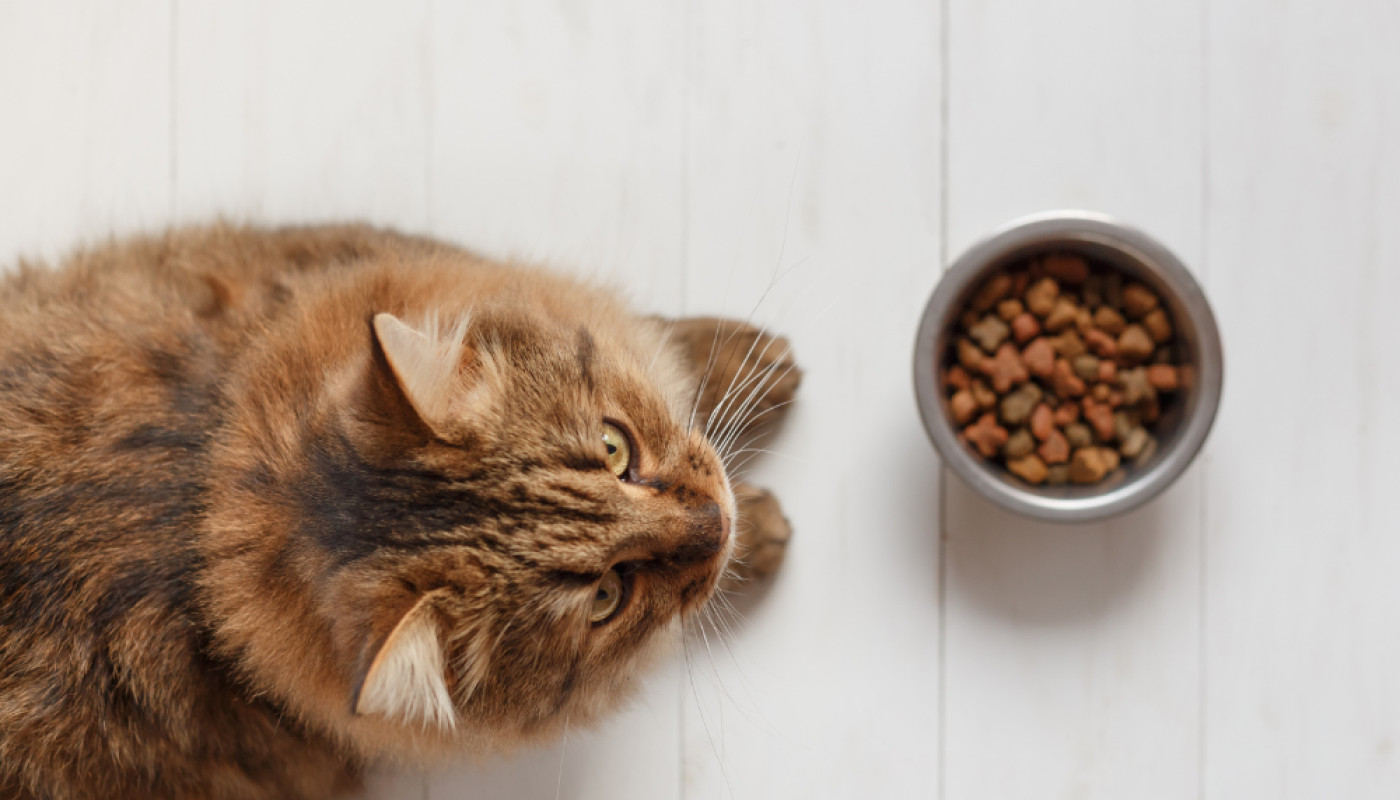 Où trouver les meilleures croquettes sans céréales pour chat ?