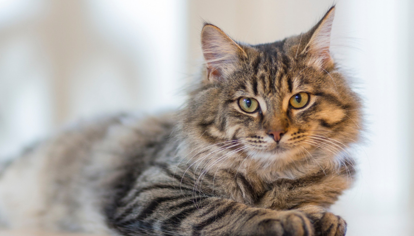 Comment l'harpagophytum peut-elle aider les chats ?